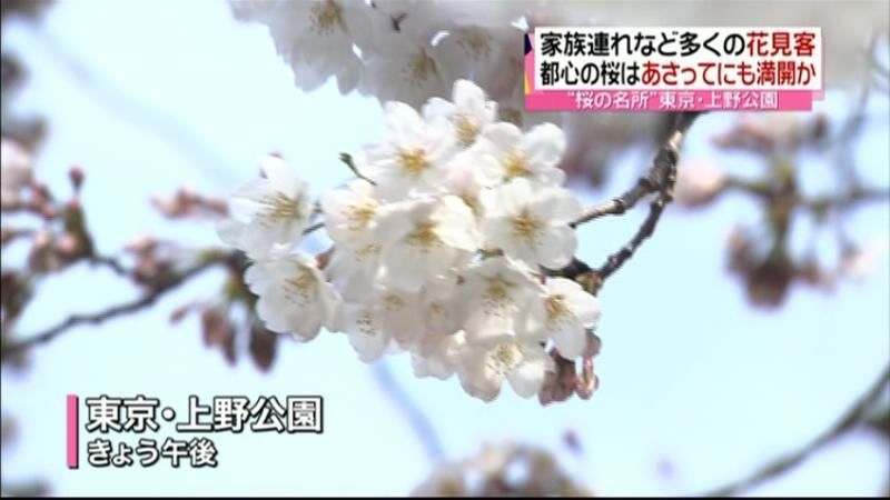 ポカポカ春の陽気…上野の桜、開花進む