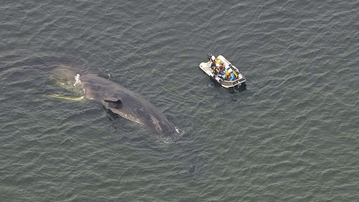 淀川河口で見つかったクジラ