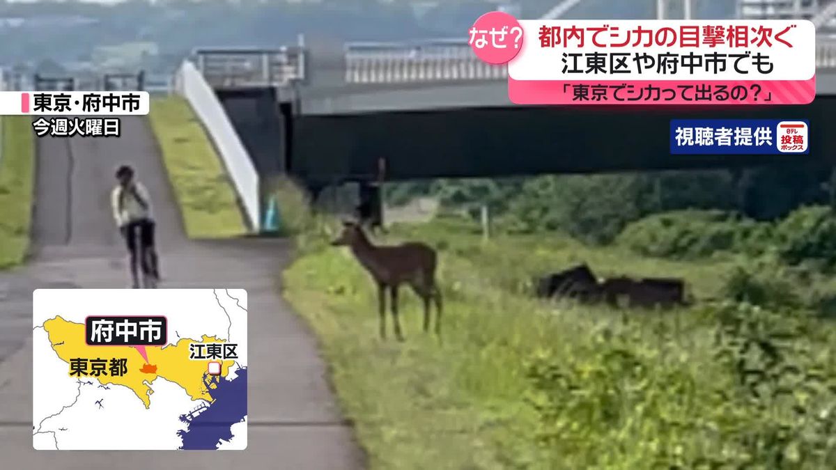 「東京で“シカ”出るんだ」　都内で“シカ”とみられる動物の目撃相次ぐ　江東区や府中市でも　考えられる理由は…