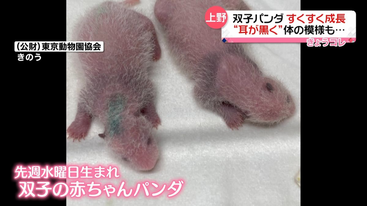 上野の双子パンダ、すくすく成長　耳が黒く