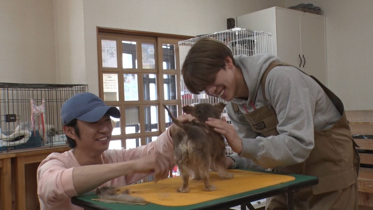相葉雅紀、timelesz・松島聡と保護犬トリミングに挑戦　ナイスコンビプレーを見せる