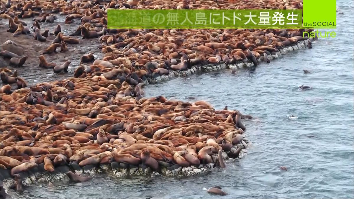 トド大量発生　北海道で深刻な漁業被害も