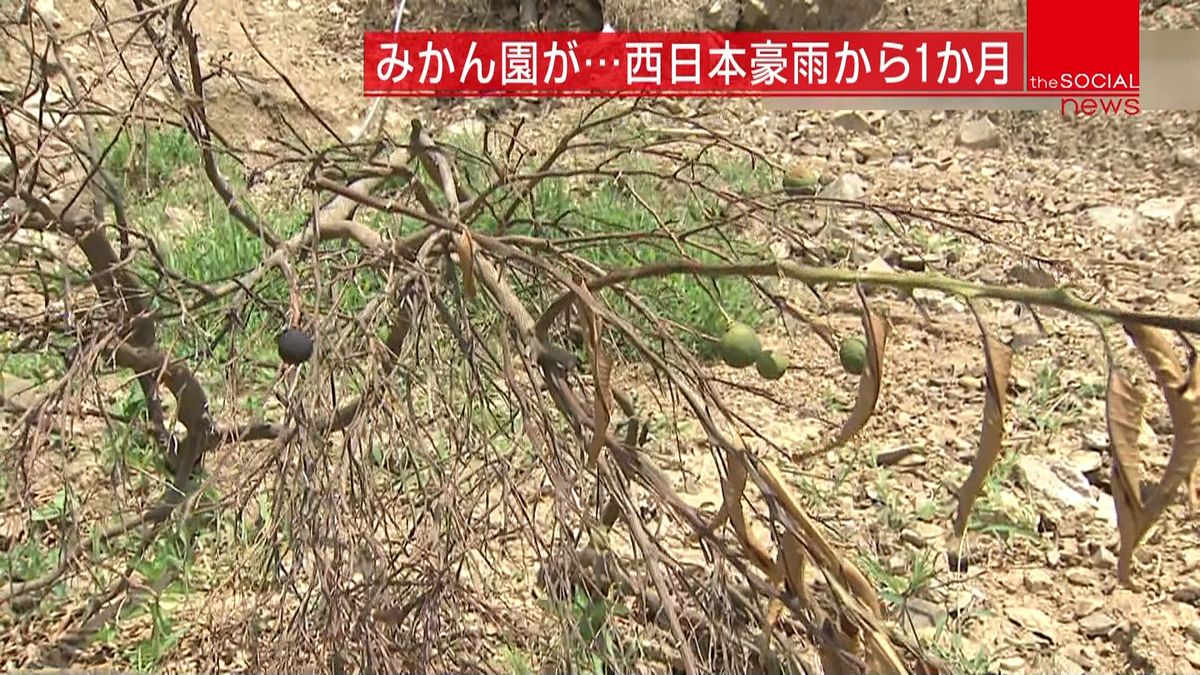 豪雨から１か月　日本一の柑橘栽培に被害