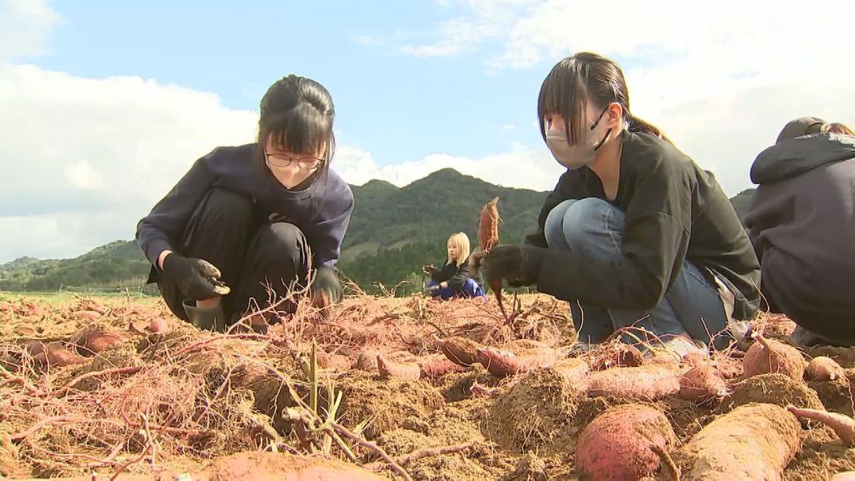 高校生がサツマイモ「甘太くん」収穫体験　農業を学ぶ　大分