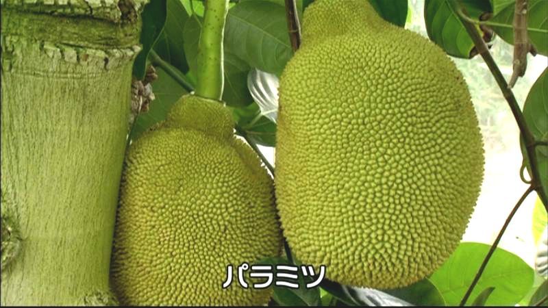 世界最大の果物”パラミツ実る 東伊豆町（2014年10月10日掲載）｜日テレNEWS NNN