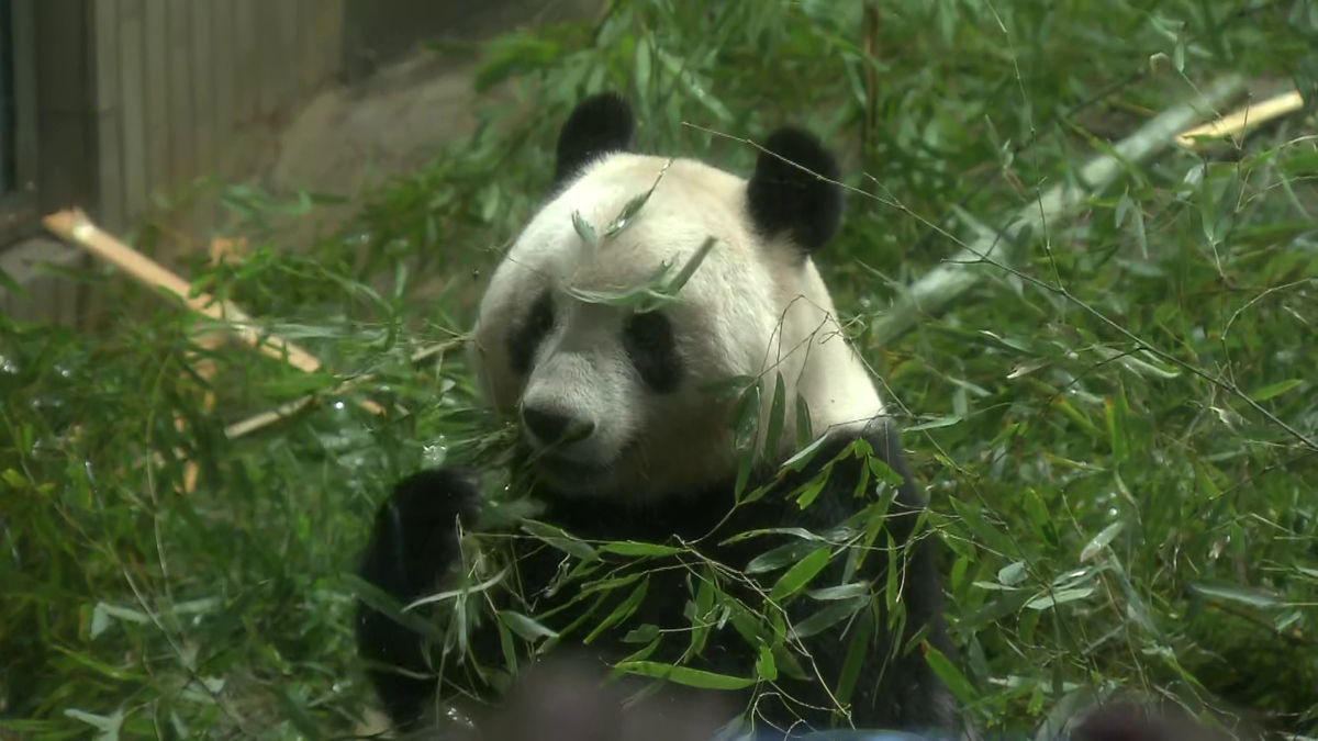 シャンシャンは「元気に過ごしている」　中国から上野動物園に連絡