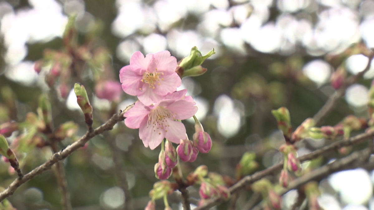 早咲き桜が開花迎える　鶴舞公園でも「桜まつり」の準備着々　花見が待ち遠しい季節だけど…各地で多発する桜の老木化問題　倒木危険でまつりを中止にする町も