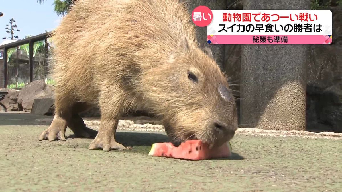 大阪・枚方で39.8℃…今年1番の暑さ　動物園であつ～い戦い！　カピバラ「スイカの早食い競争」勝者は？