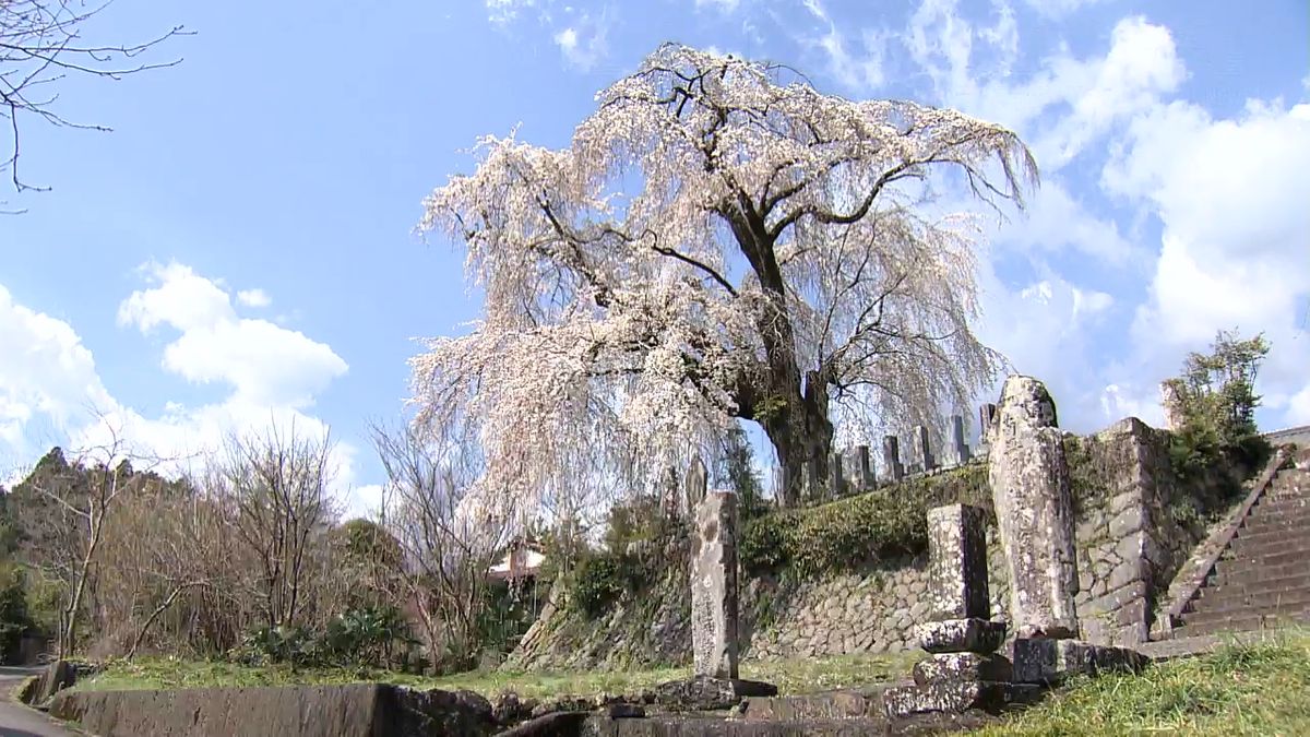  樹齢150年超「原間のイトザクラ」が満開🌸  山梨・南部町