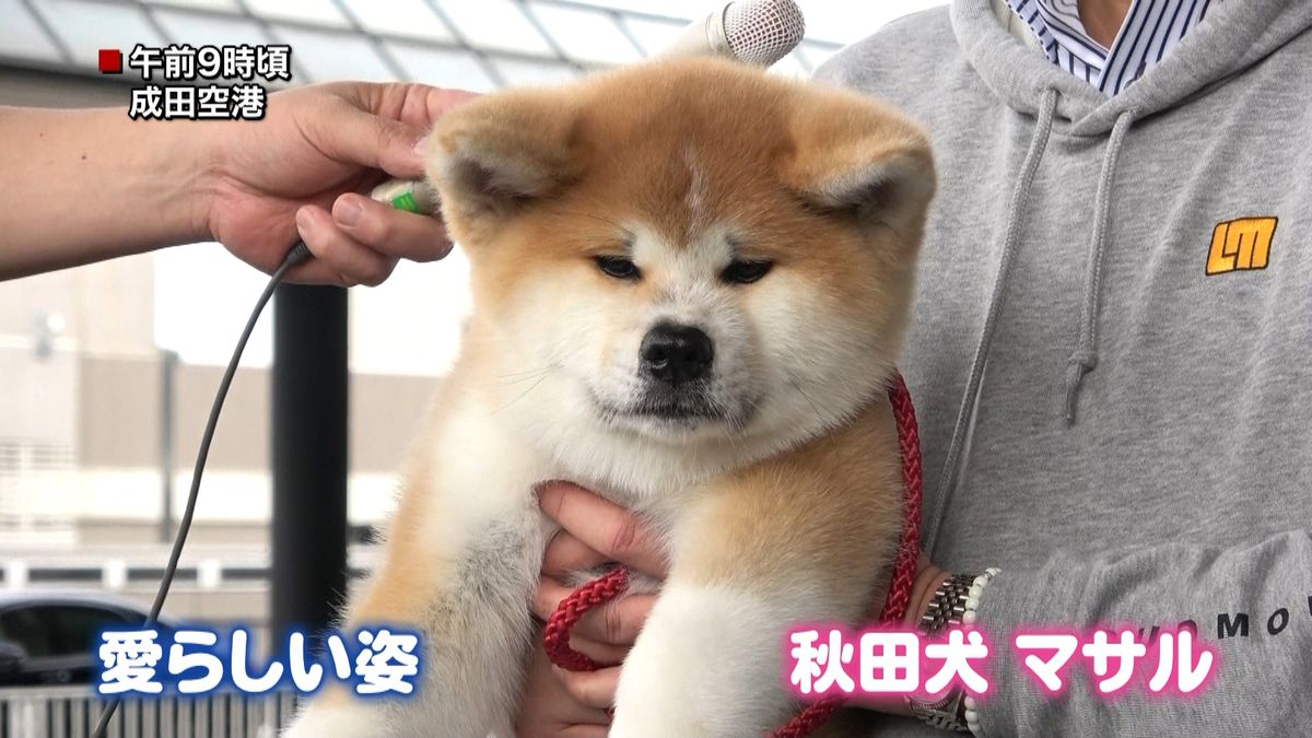 秋田犬「マサル」ロシアへ出発