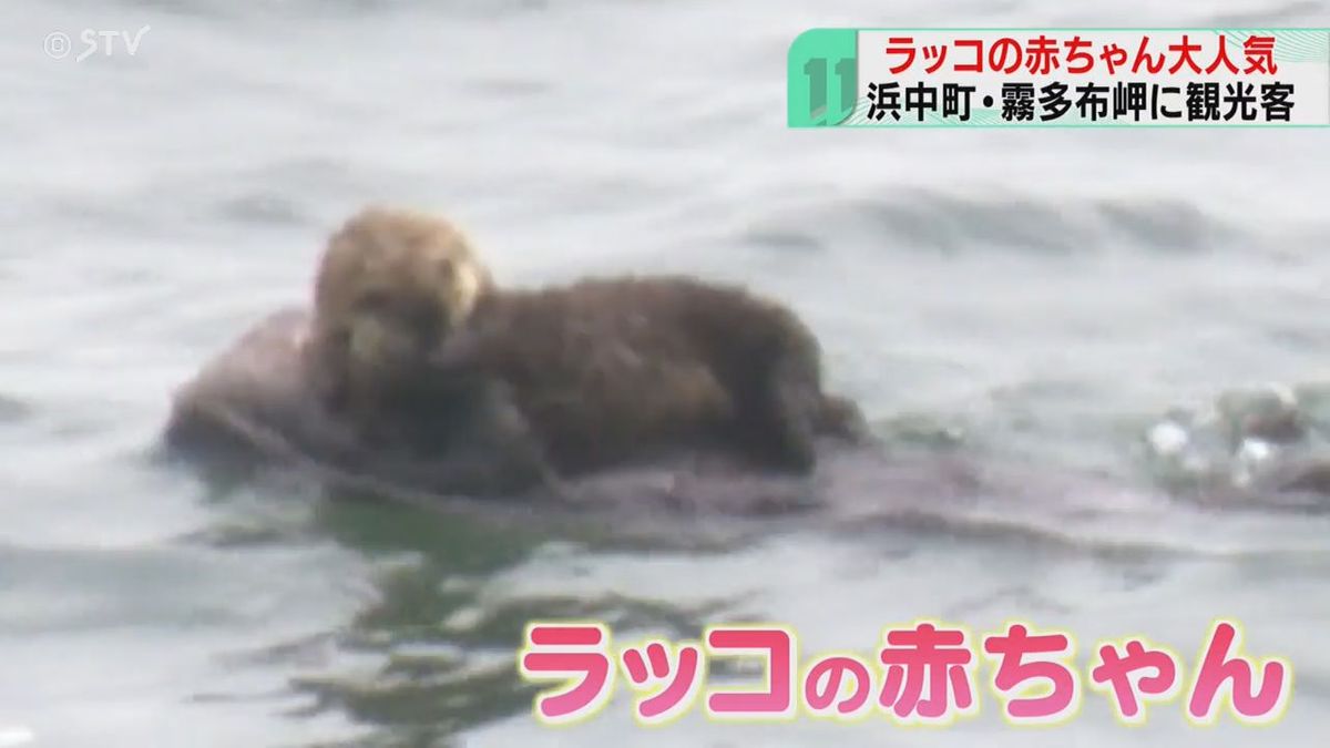 ラッコの赤ちゃん大人気「ふわふわでかわいい」たわむれる親子　観光客を魅了　北海道・霧多布岬