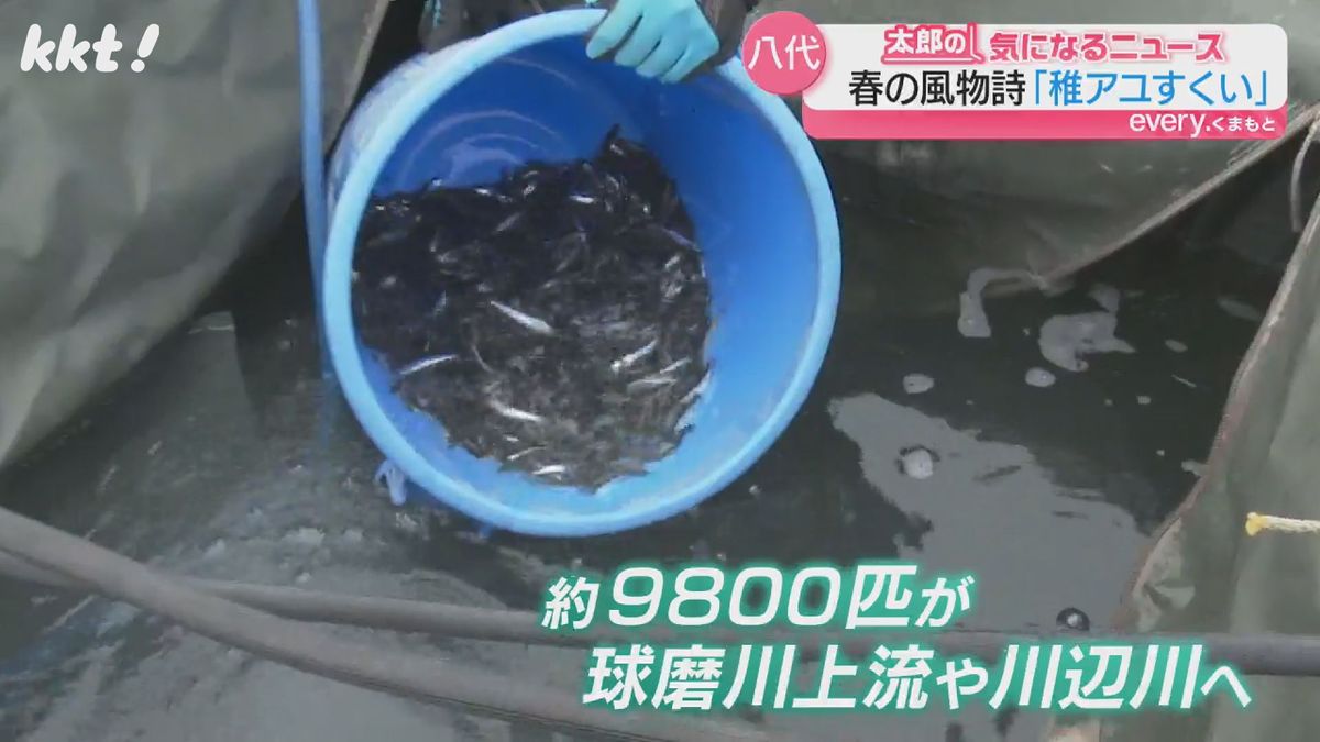 球磨川で｢稚アユすくい｣堰などで遡上できないアユをトラックで上流に運び放流