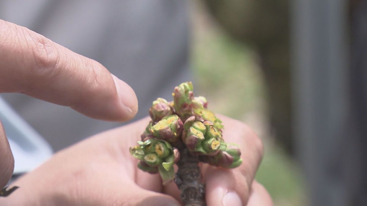 サクランボの霜被害に注意！暖冬で果樹の生育早まる恐れ　山形県の担当者「リンゴ・西洋ナシも霜被害のリスク高い」