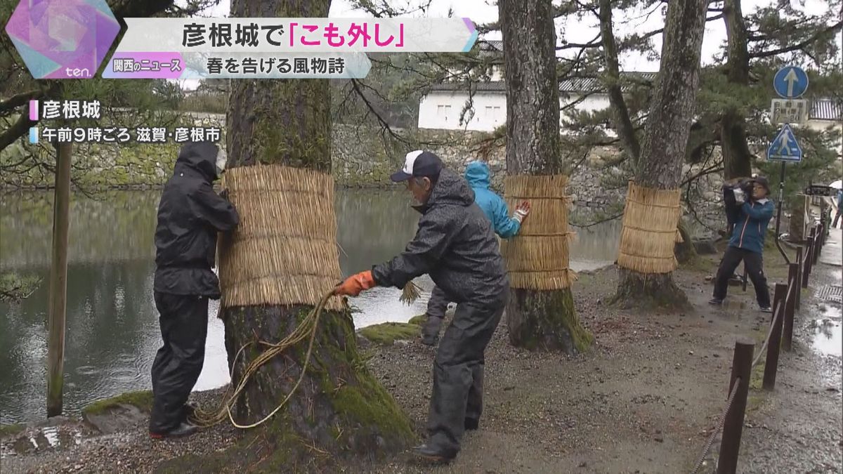 きょうは『啓蟄』　滋賀・彦根城で松の「こも外し」　害虫を駆除する伝統的な手法　春を告げる風物詩