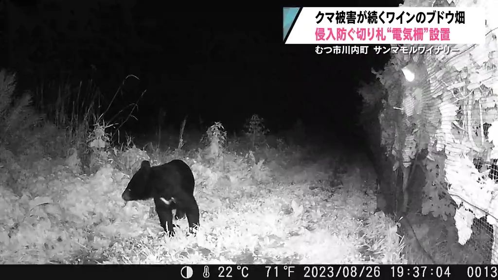 箱ワナでクマ１頭捕獲　男性襲われた現場付近　クマ被害続く下北ワインのブドウ畑には「電気柵」設置