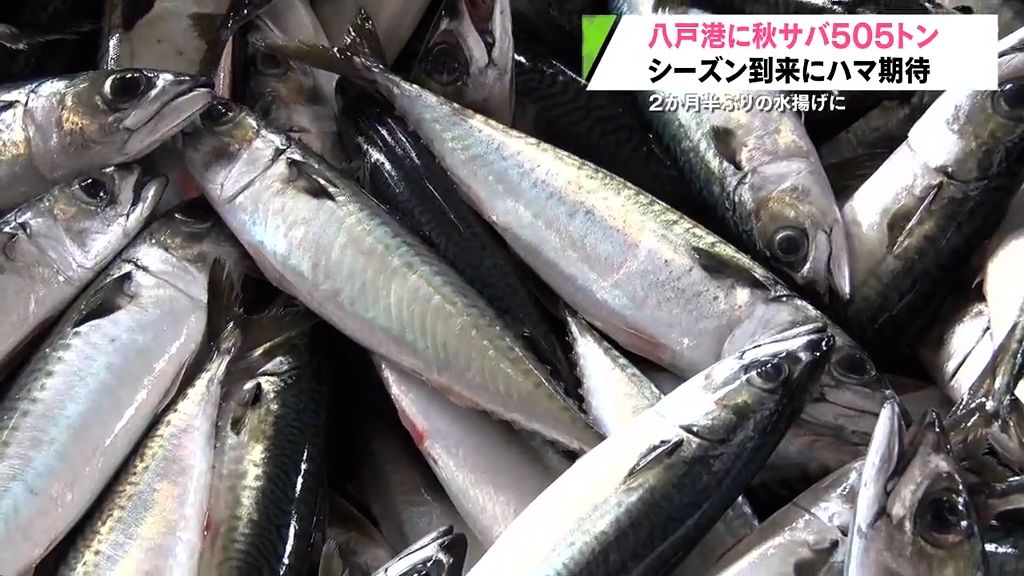 秋サバ500トン超を水揚げ　「今後も期待」　青森県八戸市