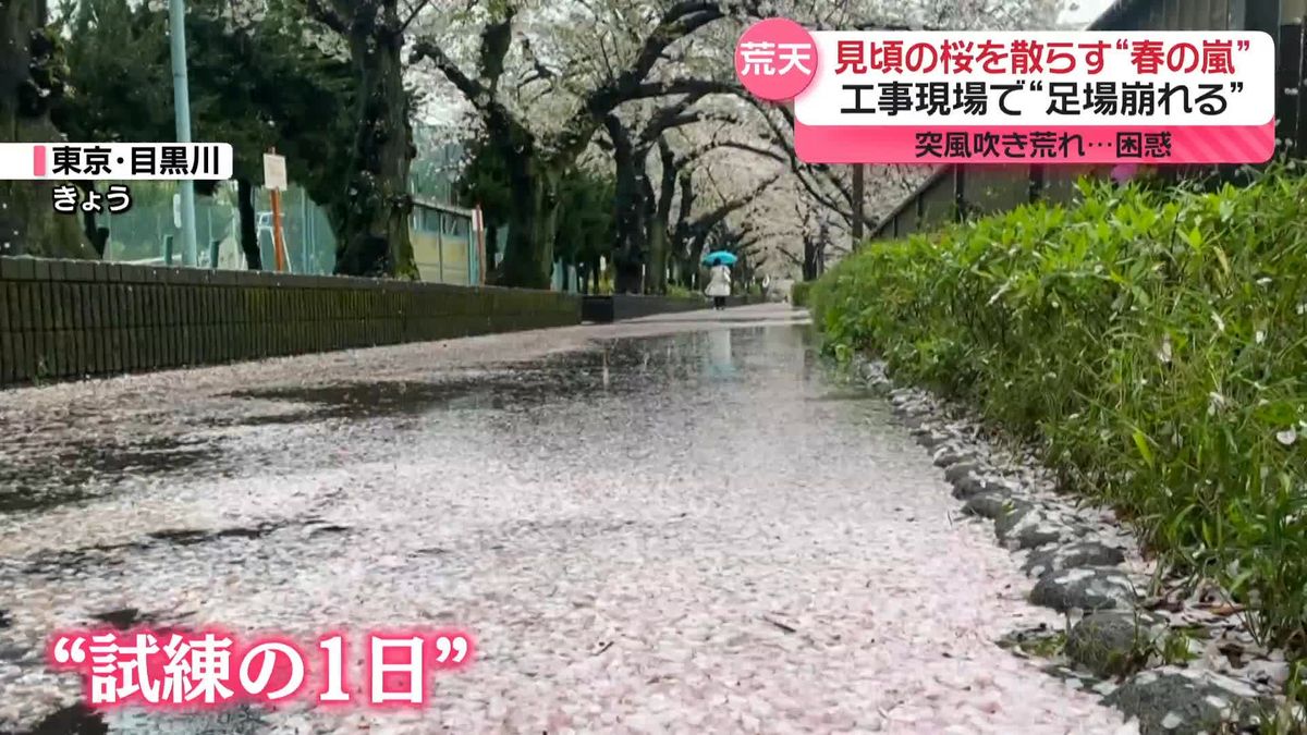 見頃の桜を散らす“春の嵐”　工事現場で足場崩れる　突風が吹き荒れ…　桜惜しむ人の姿も