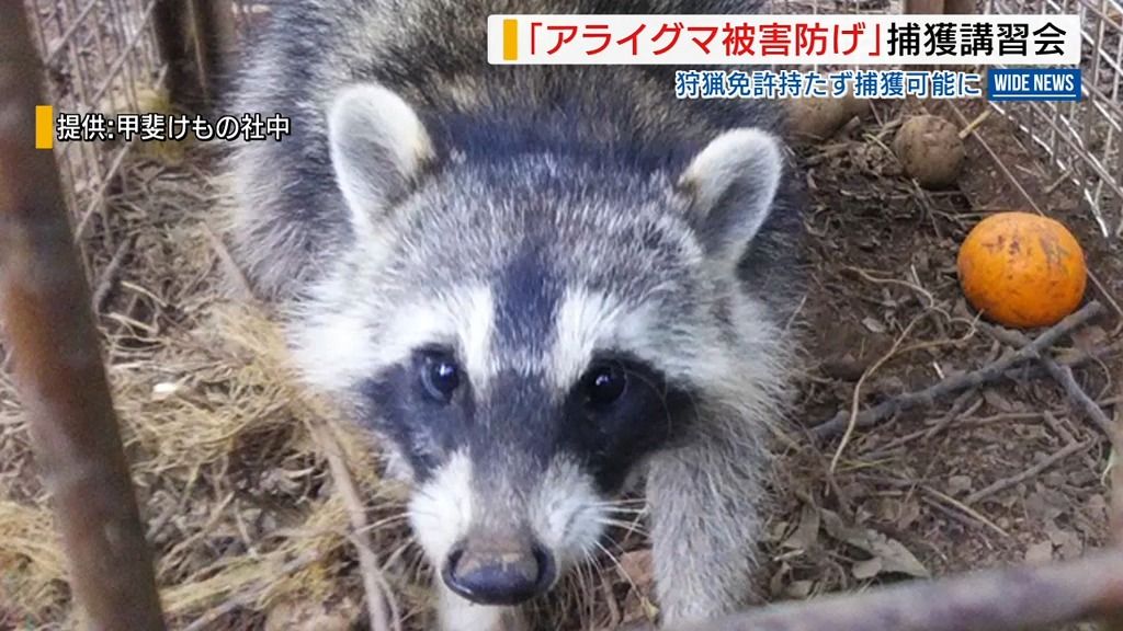 アライグマの捕獲方法学ぶ講習会 従事者を養成 被害や生息拡大を防止へ 山梨