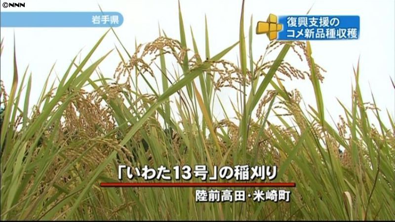 復興支援、新品種米の稲刈り行われる　岩手