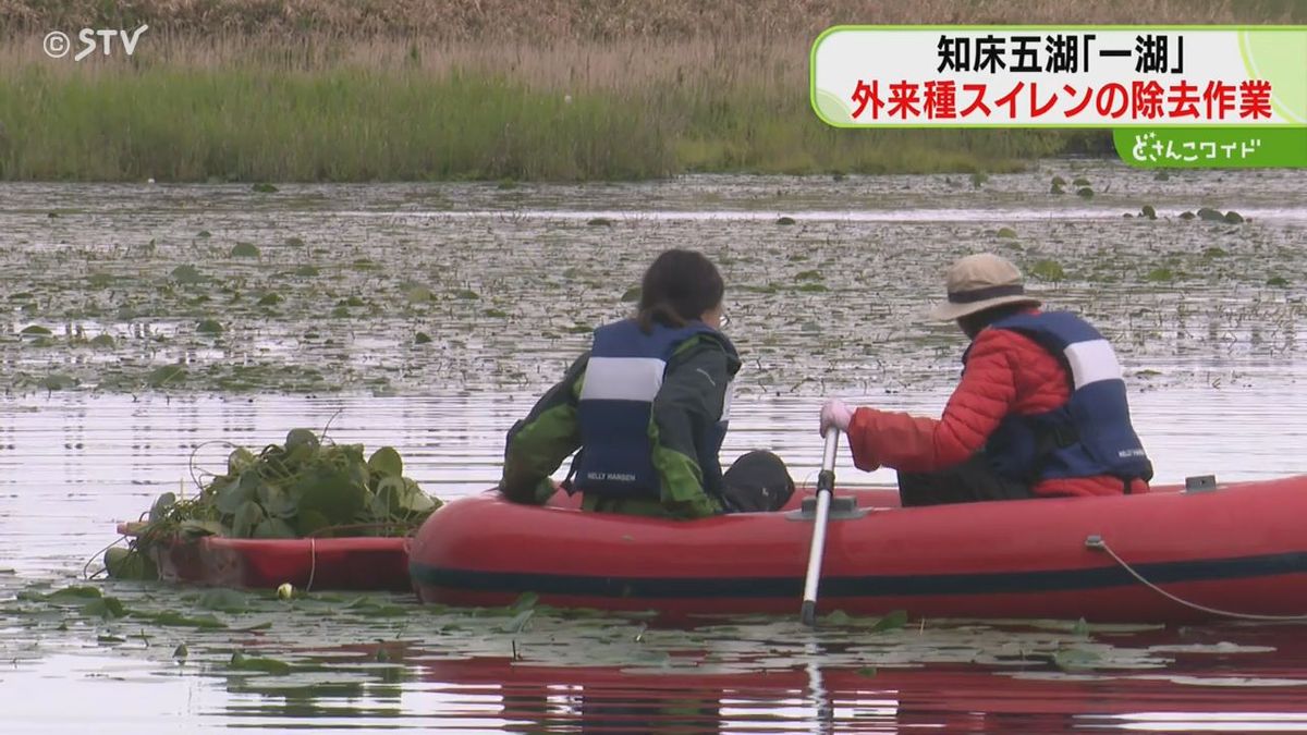 世界自然遺産の「知床五湖」　外来種のスイレンを除去　在来種の生息を脅かす　北海道