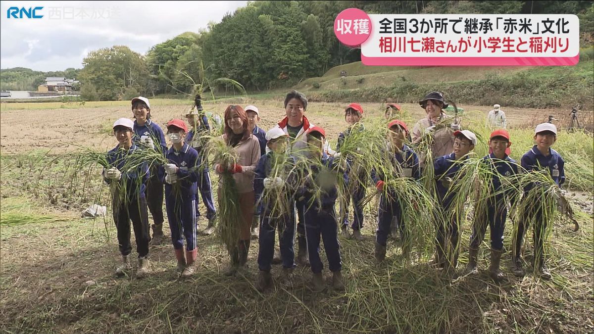 古代米「赤米」の文化を継承　相川七瀬さんが小学生と稲刈り　総社市