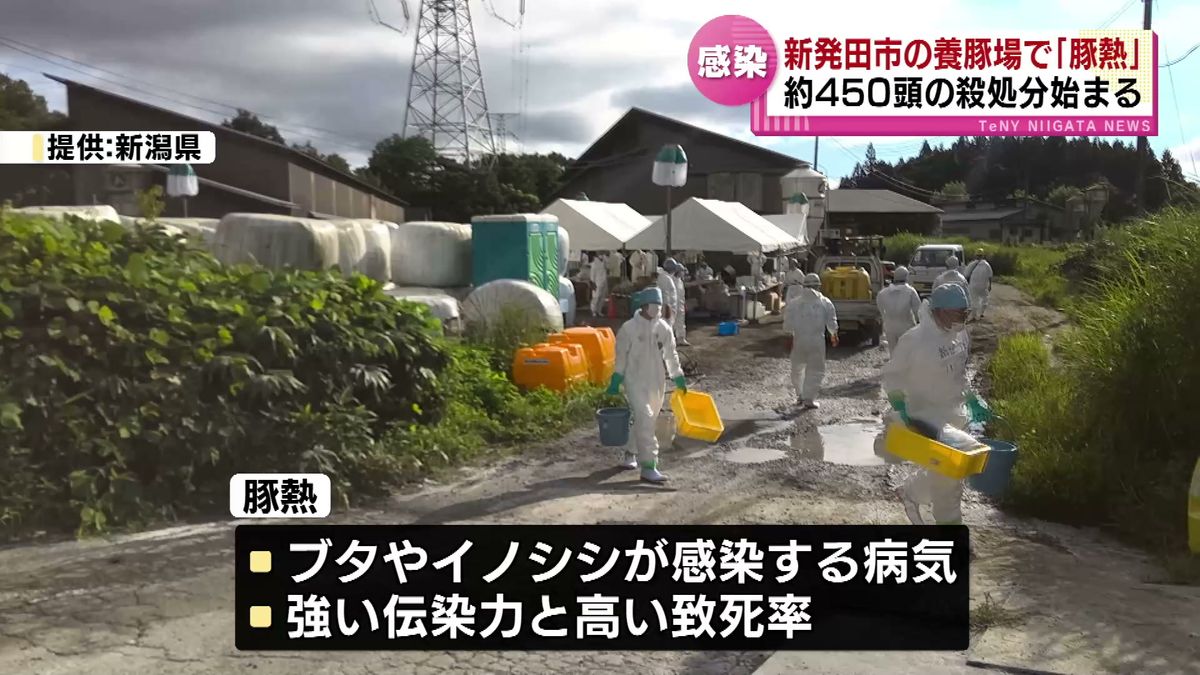 新発田市の養豚場で「豚熱」の感染確認　約450頭の殺処分始まる　「人に感染することはない」《新潟》