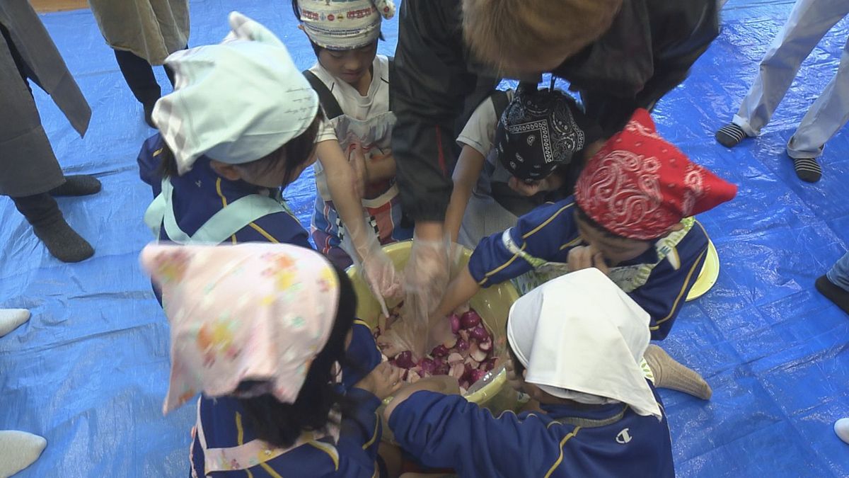 鶴岡市の小学生が在来野菜「焼畑あつみかぶ」を収穫　漬物づくりに挑戦