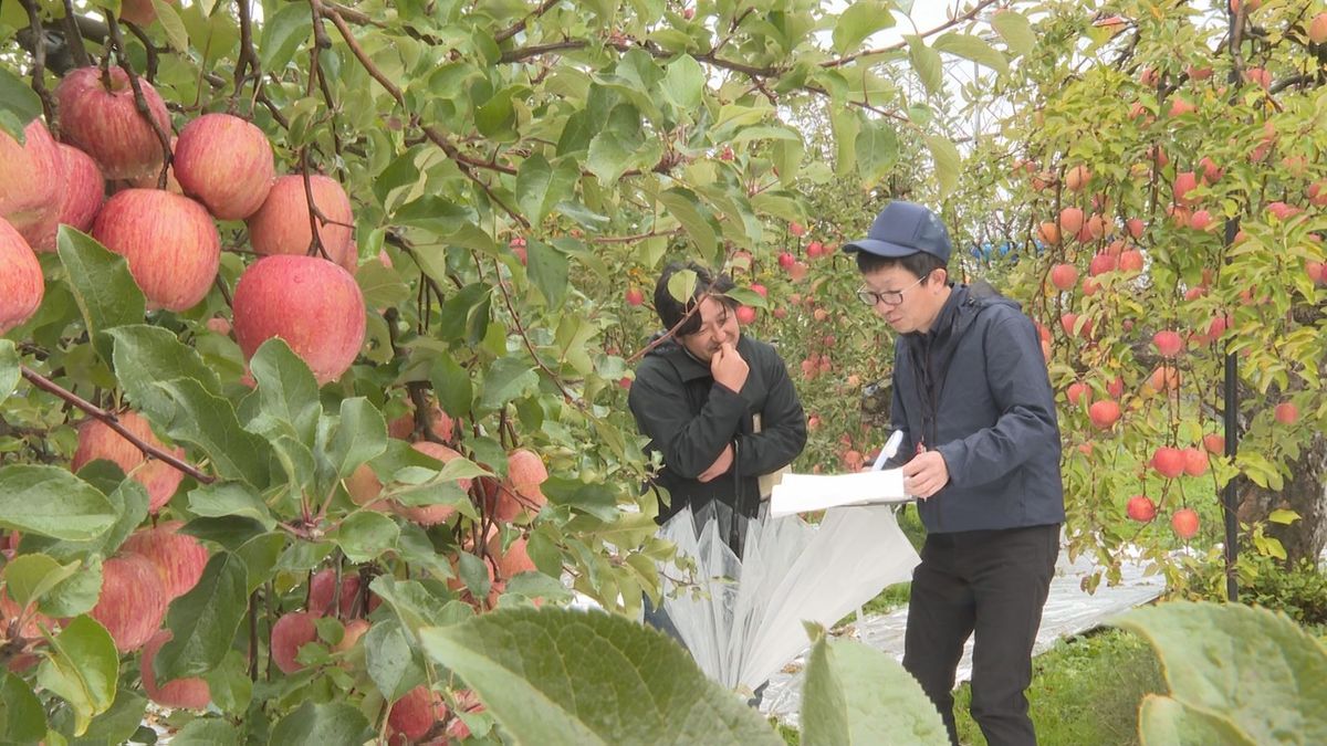 山形県産リンゴ「ふじ」の出来栄えは　東根市で立木審査会　夏場に雨が適度に降り生育順調