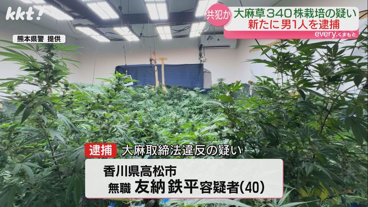 栽培された大麻草