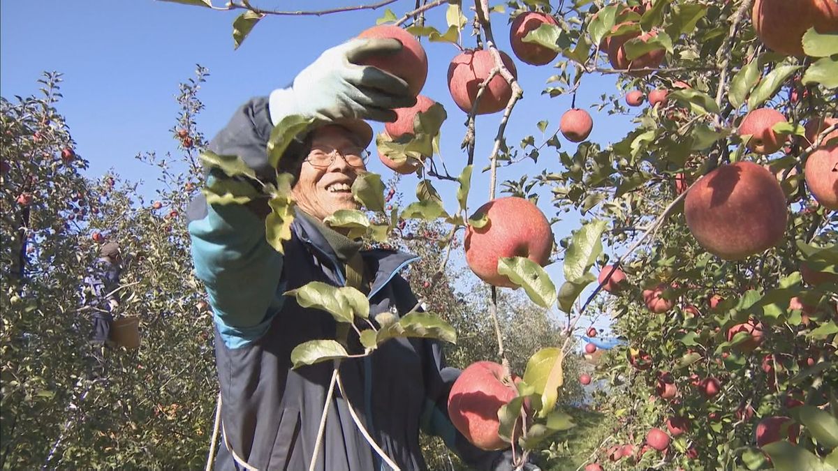 今年は“甘みが強く、おいしく”「飛騨りんご」の収穫　岐阜・高山市