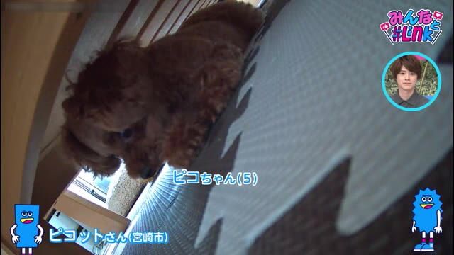 地震の揺れで落下したカメラがとらえた…ソファーの下で身を守るワンちゃん