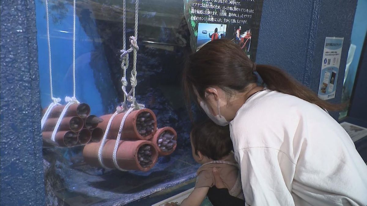 「マアナゴ」ぎゅうぎゅう詰めユニークな展示　碧南海浜水族館