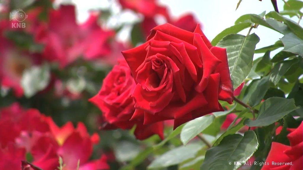 富山県内気温が上がり　夏日になるところも　高岡おとぎの森公園でバラの花咲き始める