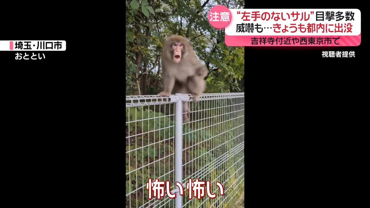 “左手のないサル”目撃多数　8日も都内に出没