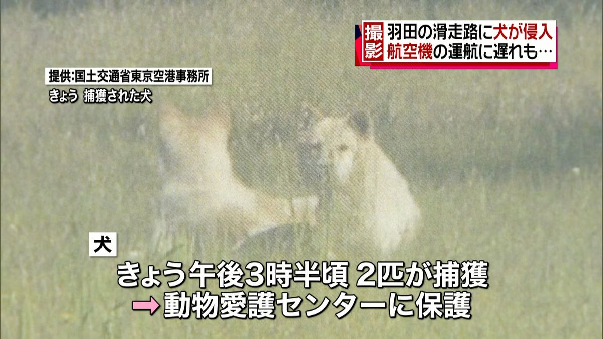 羽田空港に犬４匹侵入　滑走路横断も