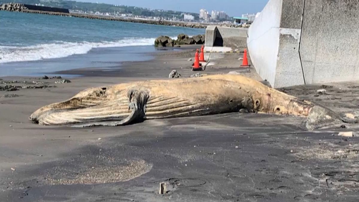 鎌倉市と横須賀市で…海岸にクジラの死骸