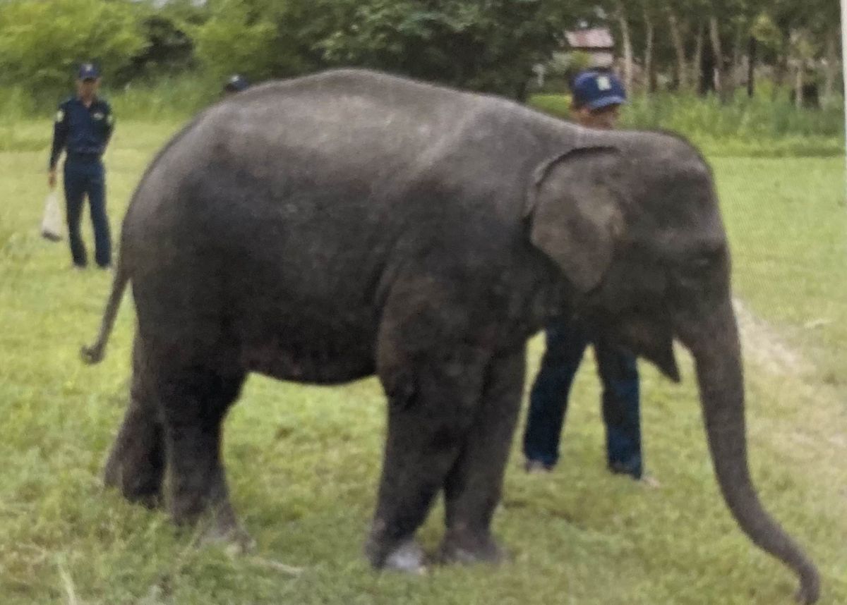 ミャンマーからのゾウ4頭は7月に到着へ　2019年に覚書→現地の情勢・コロナで延期に　一般公開は秋の予定　福岡市動物園