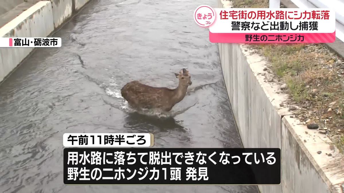 住宅街の用水路に野生の二ホンジカ転落…警察など出動し捕獲　富山