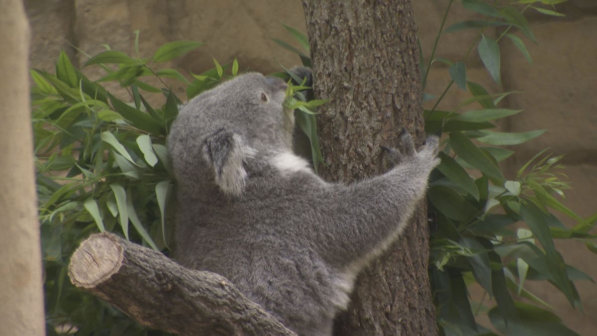 東山動植物園の人気者　メスのコアラ「ティリー」天国へ　コアラの国内繁殖に大きく貢献