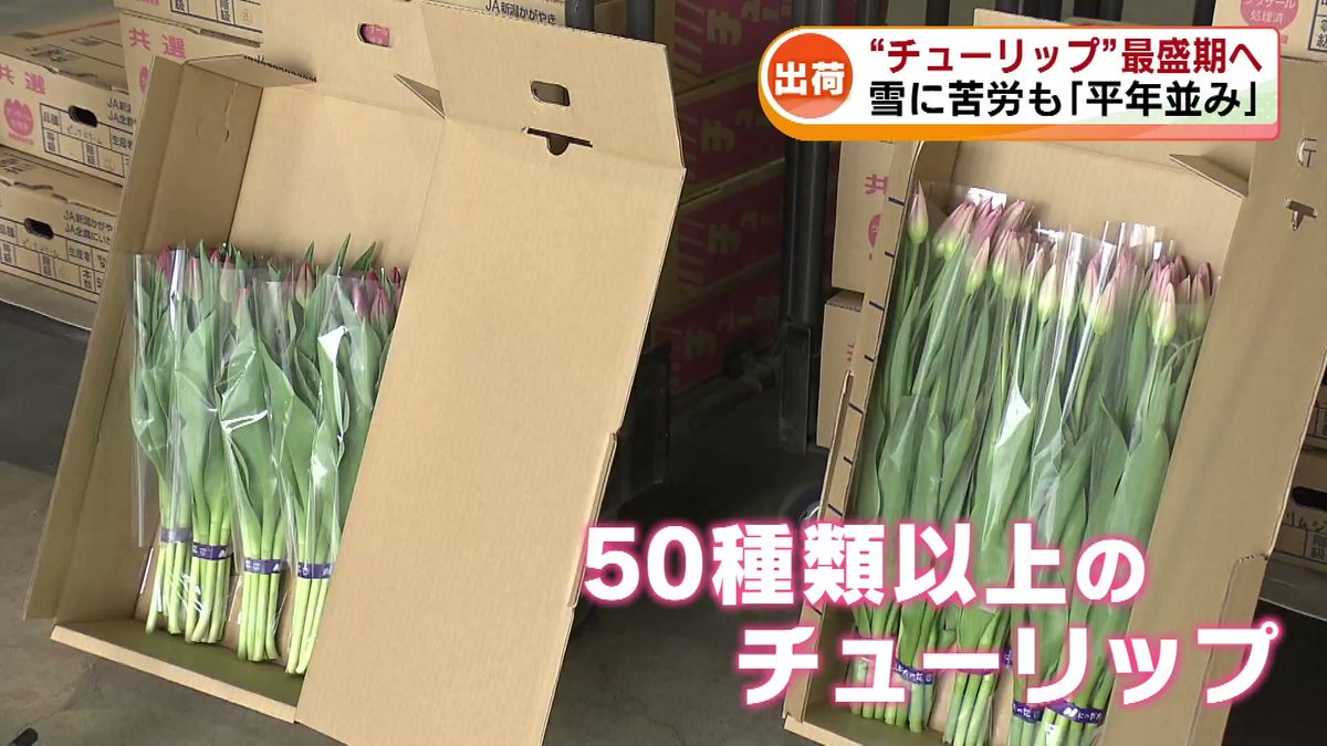 県の花「チューリップ」の目合わせ会　冬を乗り越え質・量ともに平年並みに生育