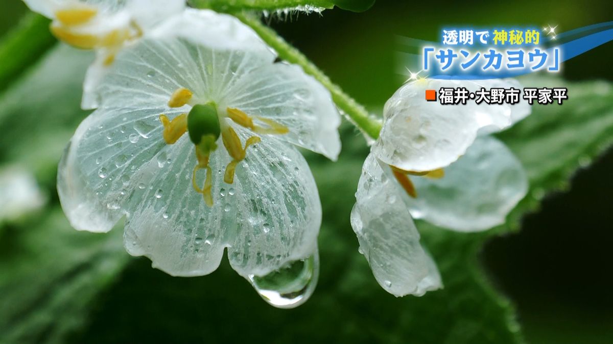 雨で透明になる「サンカヨウ」が見頃　福井