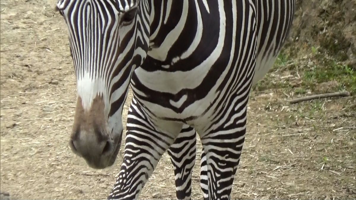 ハート模様が人気　シマウマが１歳の誕生日