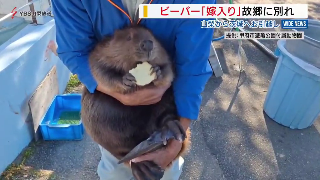 「新しい家族を…」アメリカビーバー「あんこ」嫁入りで巣立ち 生まれ故郷の動物園を後に 山梨