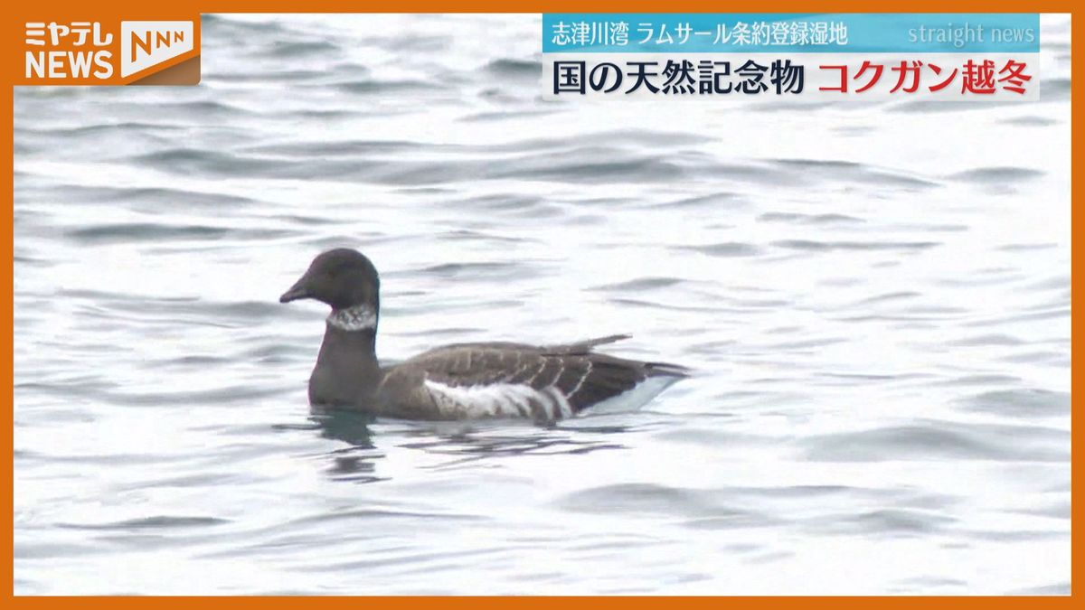 「他では見られない鳥」天然記念物・渡り鳥コクガン飛来〈宮城・南三陸〉