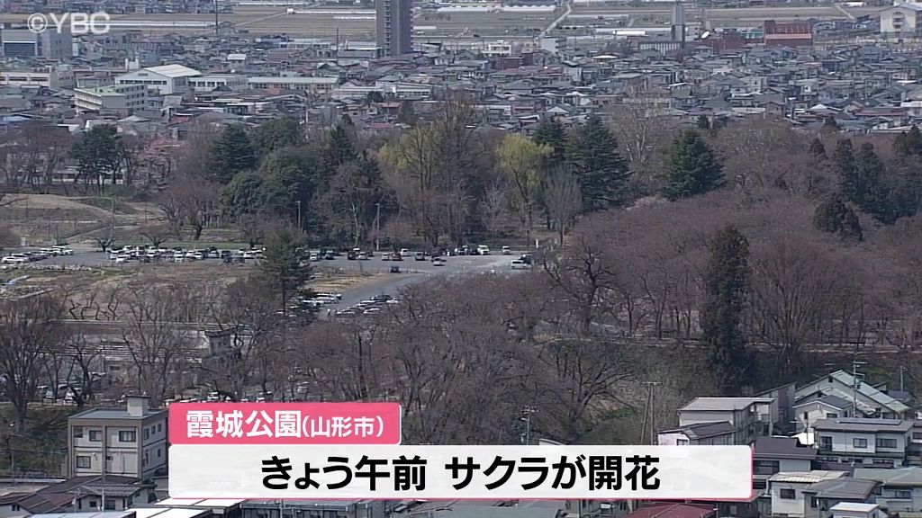 山形でサクラの開花を発表　平年より6日早く、去年より7日遅い　酒田でも開花