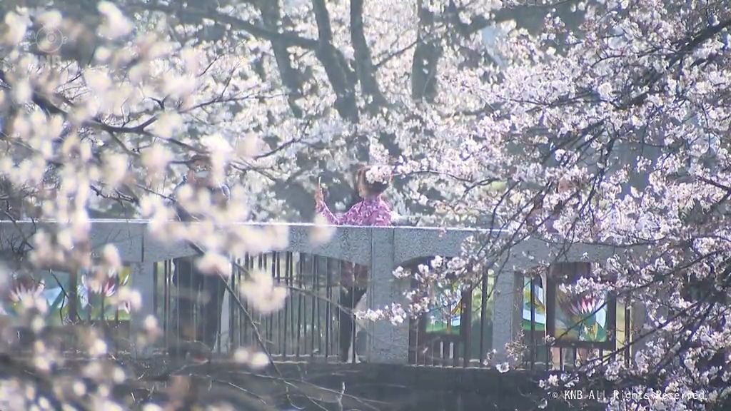 週末の富山市松川べり　サクラの花見客でにぎわう