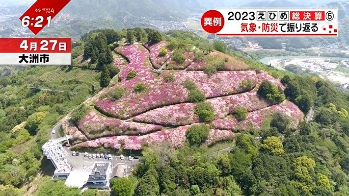 大洲市冨士山で満開のツツジ（4月27日）