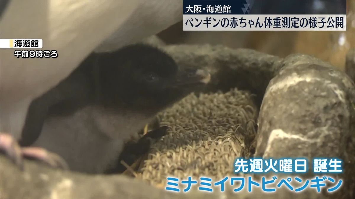 ペンギンの赤ちゃん…体重測定の様子公開　大阪・海遊館