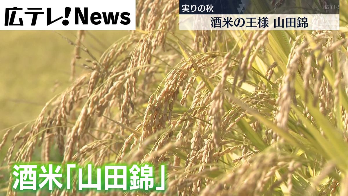 酒どころの東広島市　酒米「山田錦」が収穫最盛期を迎える　