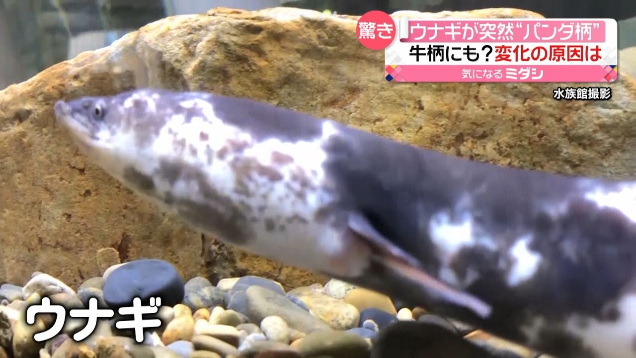 ウナギが突然“パンダ柄” なぜ白×黒に？（2021年7月14日掲載）｜日テレNEWS NNN